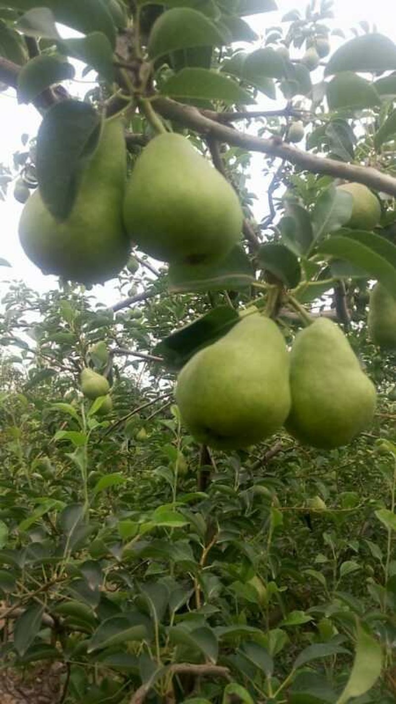 葫芦梨，，长把葫芦梨，老婆梨，无垓梨，纯甜可口