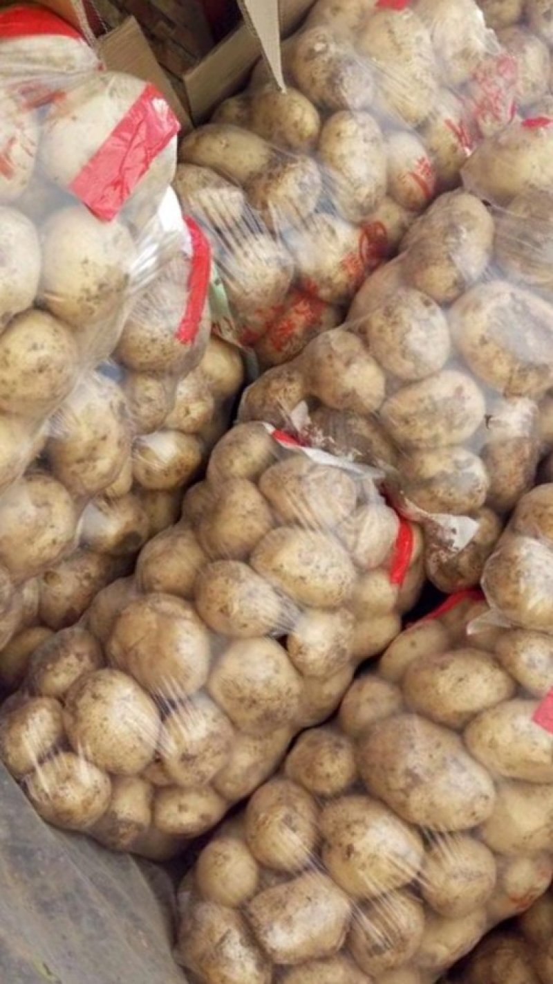甘肃精品土豆量大质优产地直供欢迎来电咨询洽谈