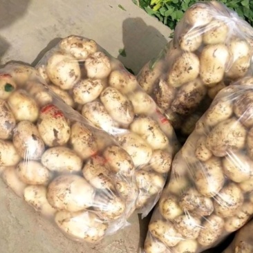 甘肃精品土豆量大质优产地直供欢迎来电咨询洽谈