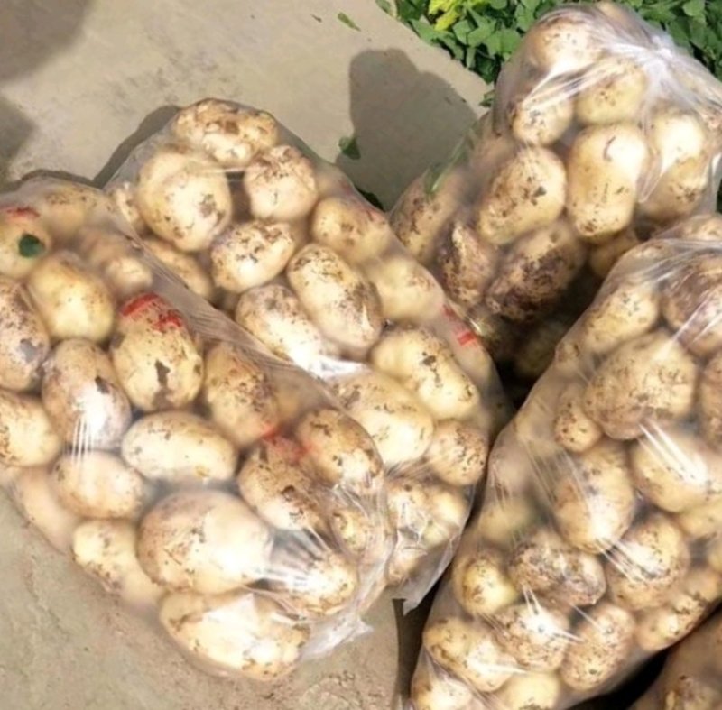 甘肃精品土豆量大质优产地直供欢迎来电咨询洽谈