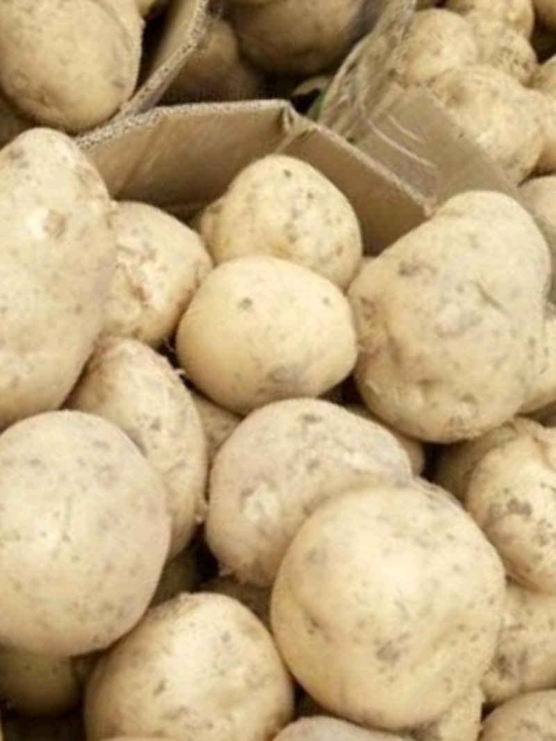 甘肃精品土豆量大质优产地直供欢迎来电咨询洽谈