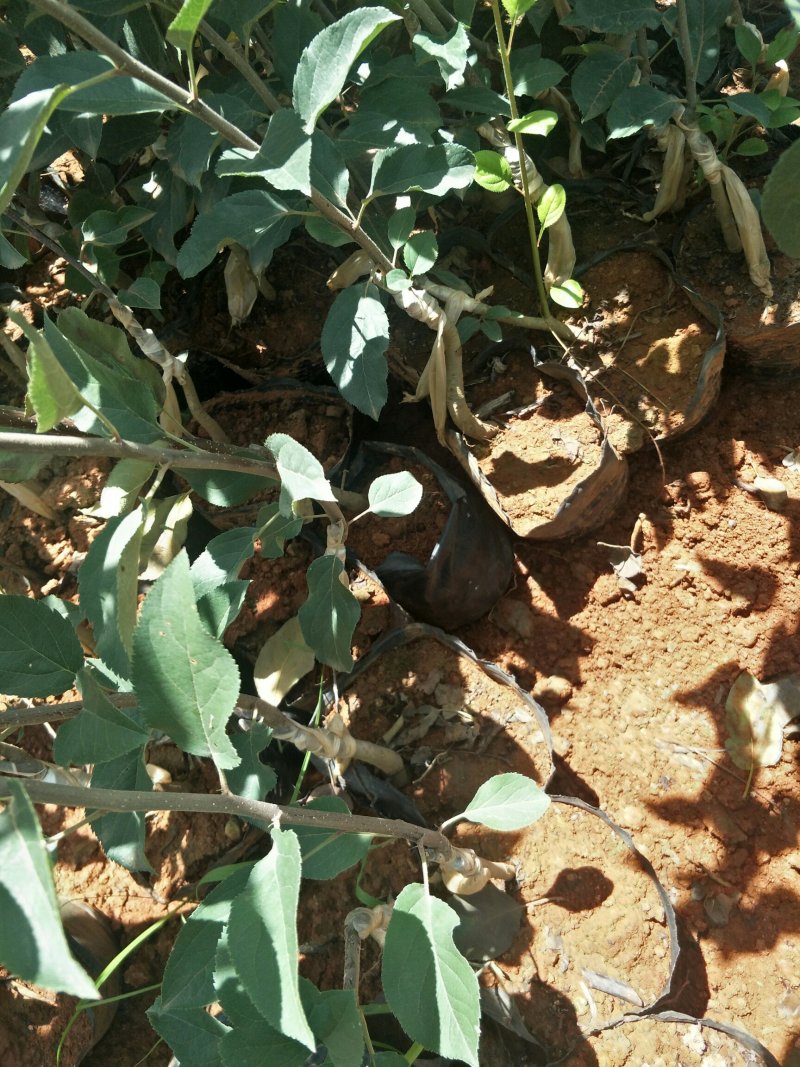 苹果苗，嘎啦苹果苗龙威苹果苗龙嘎苹果苗