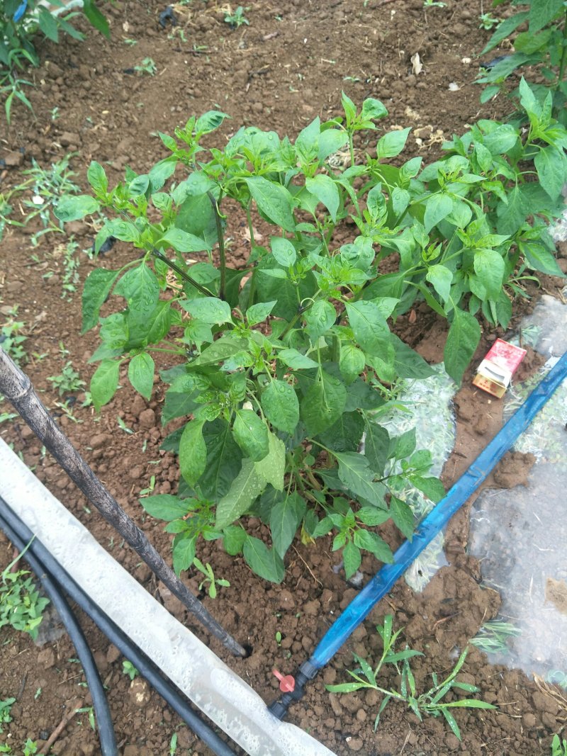 锦馃苑线椒，自由品牌，秦椒系列