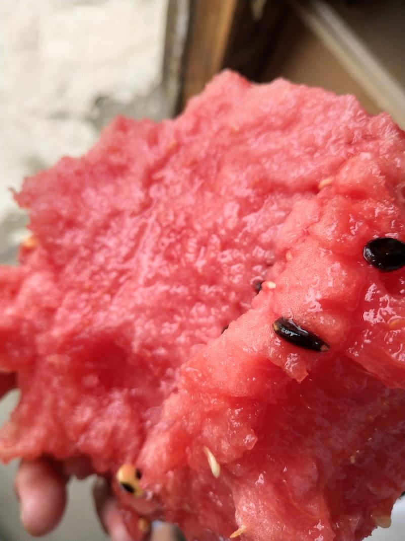 湖北精品西瓜金城5号京欣西瓜沙瓤喜洋洋包甜的大西瓜