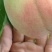 毛桃