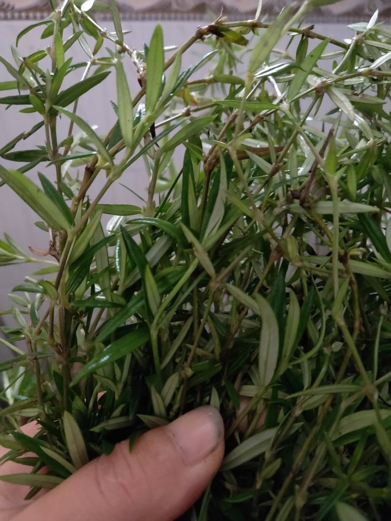 云南新鲜野生百花蛇舌草方杆蛇舌草