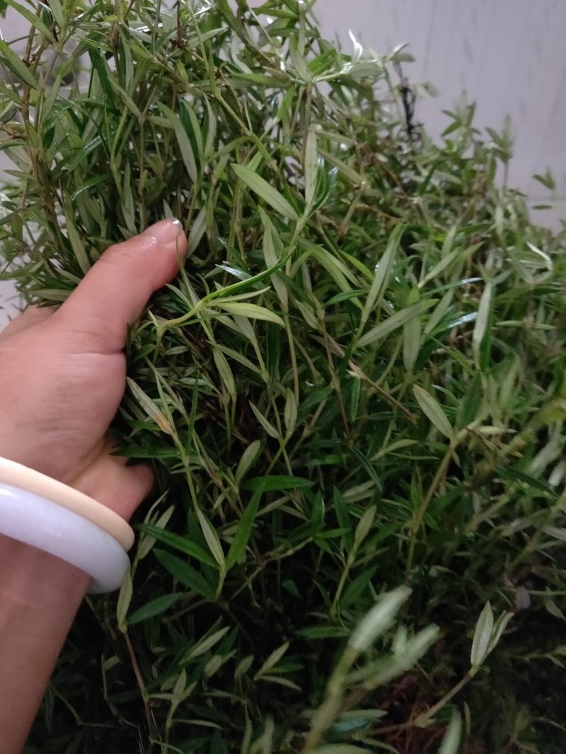 云南新鲜野生百花蛇舌草方杆蛇舌草