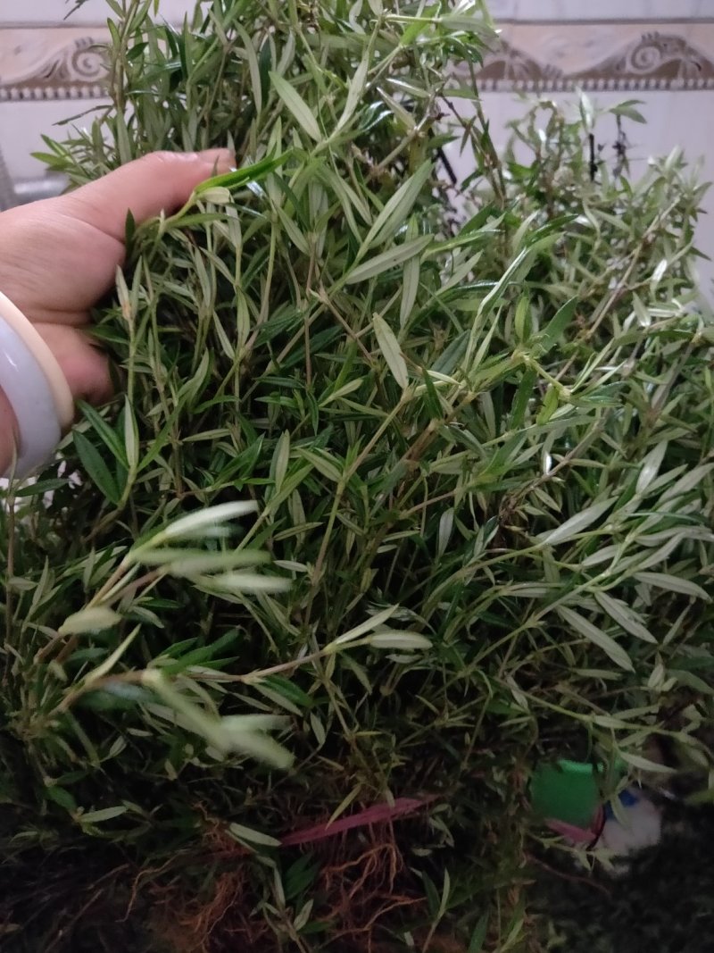 云南新鲜野生百花蛇舌草方杆蛇舌草