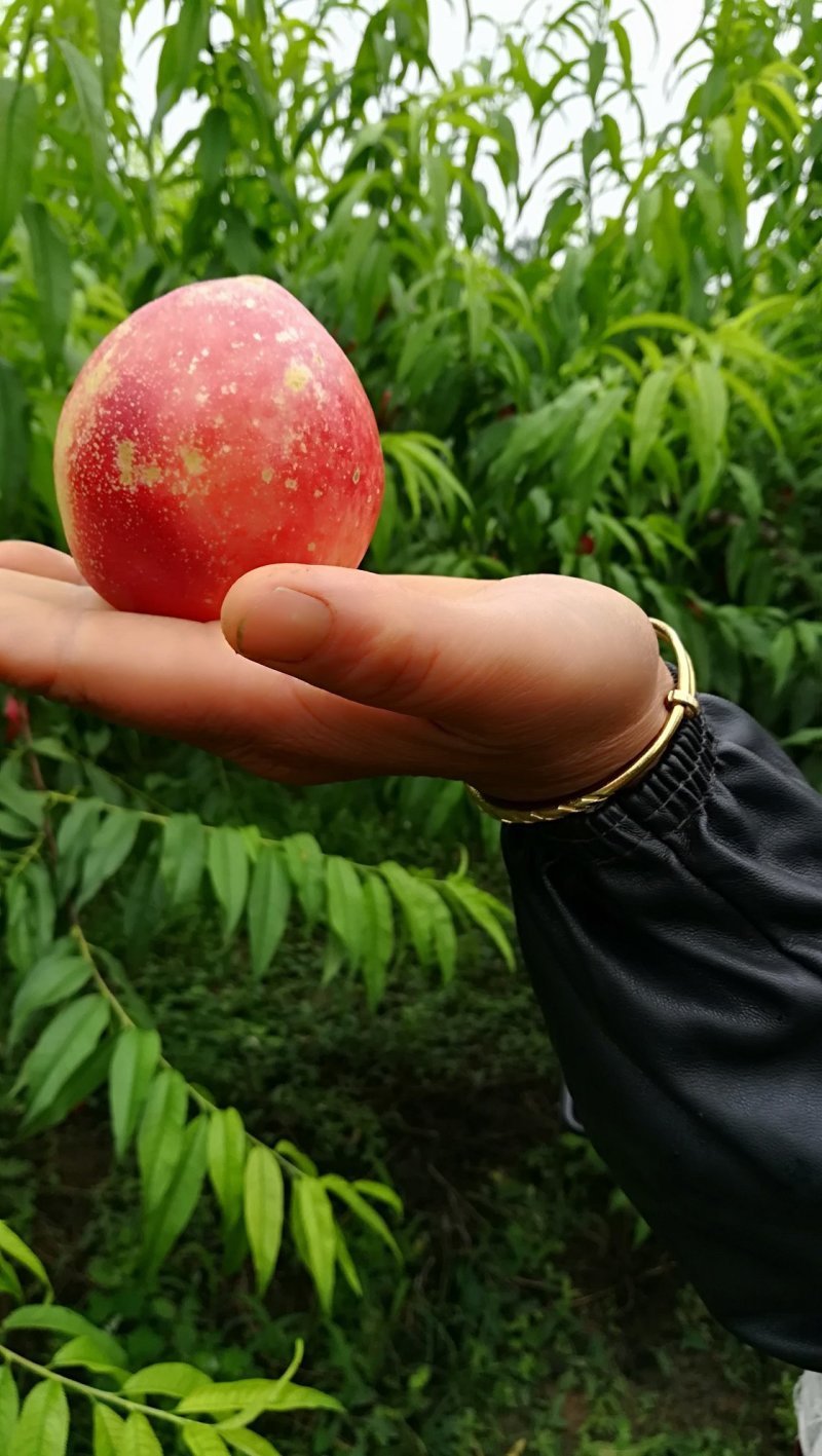 油桃