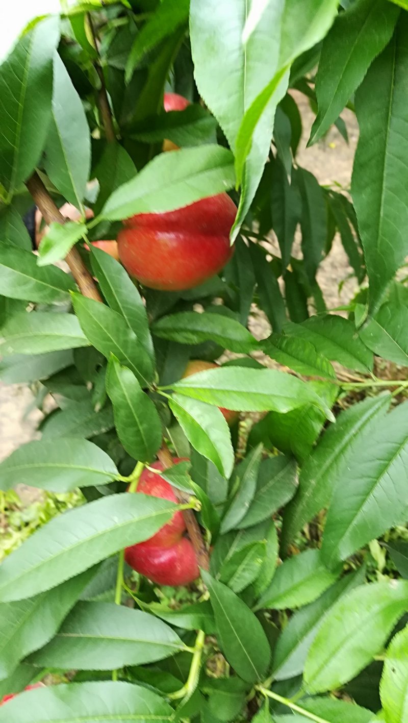 油桃