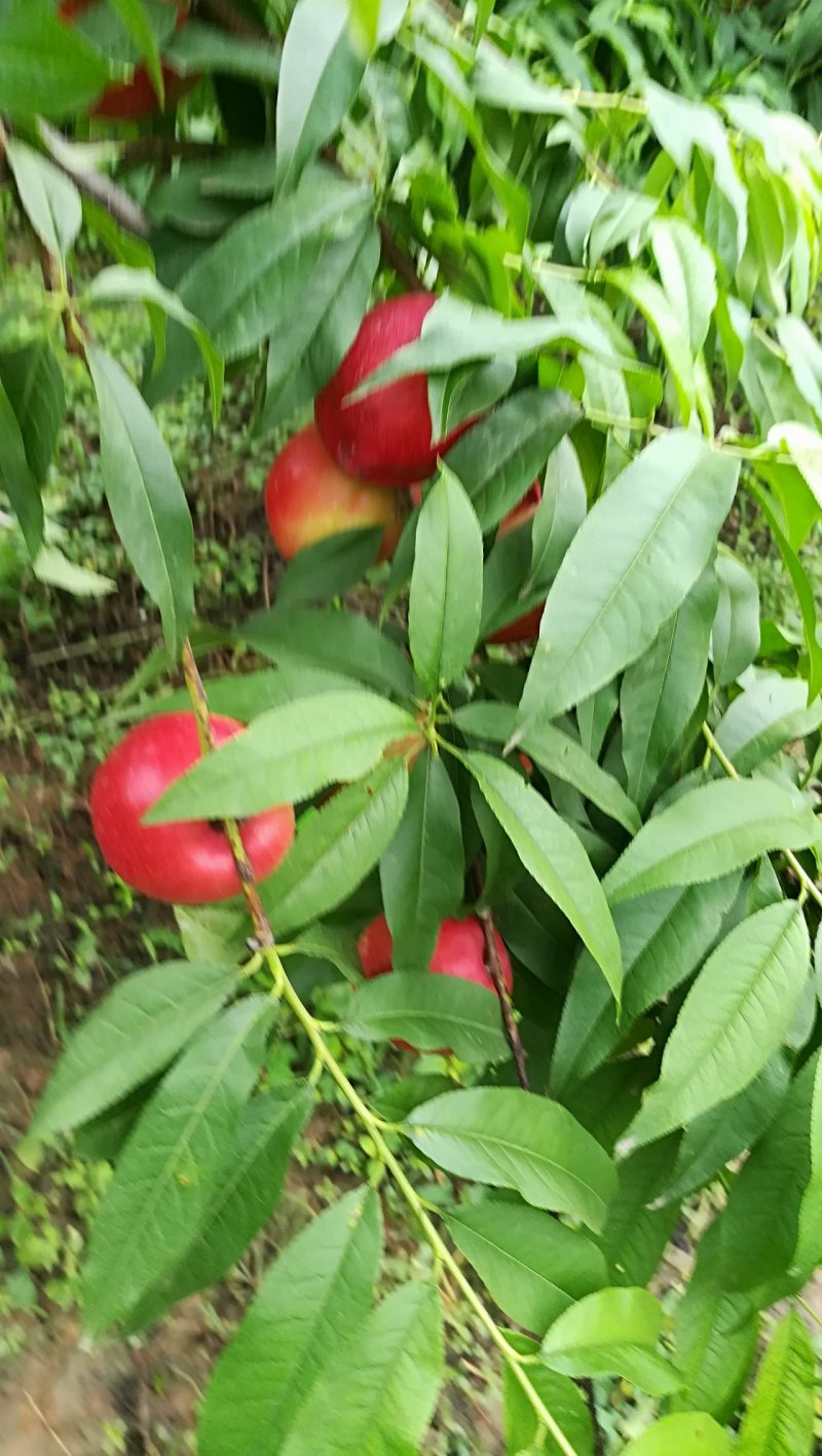 油桃