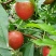 油桃