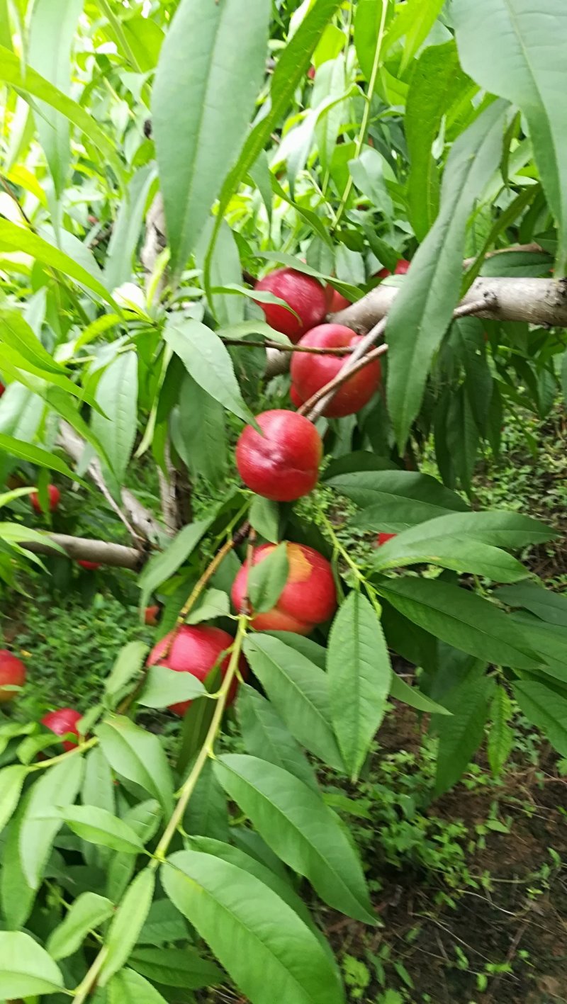 油桃