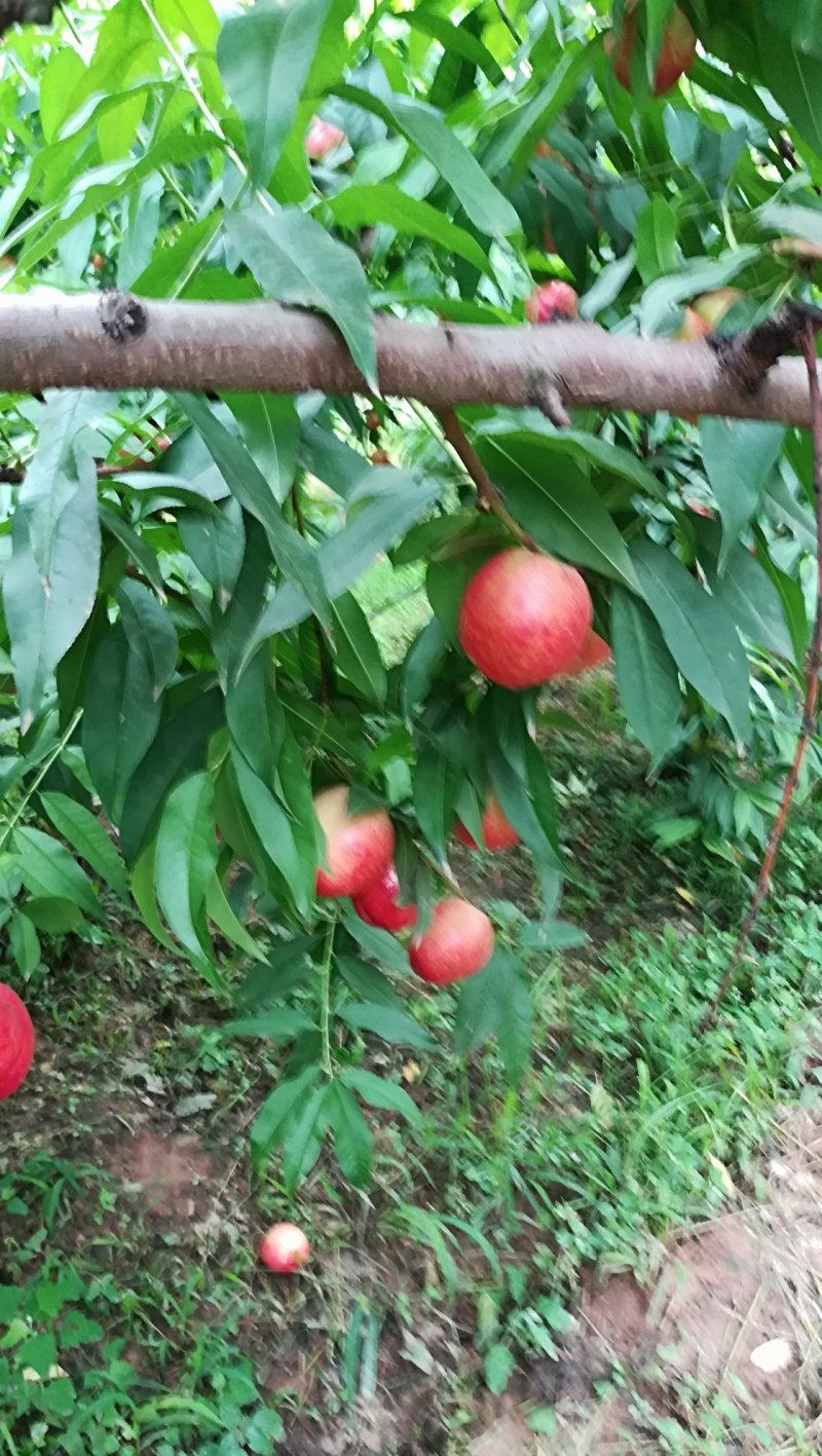 油桃