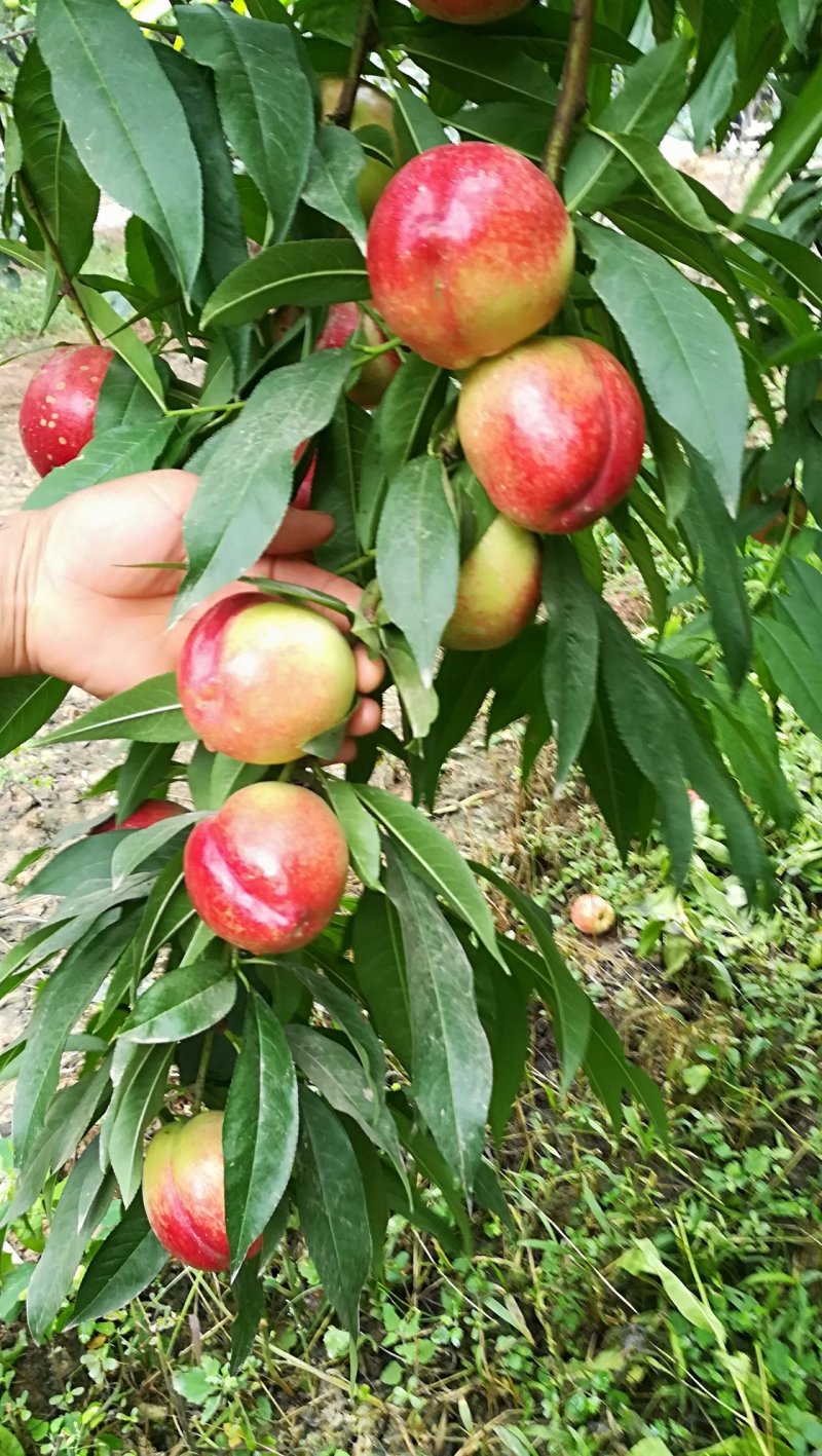 油桃