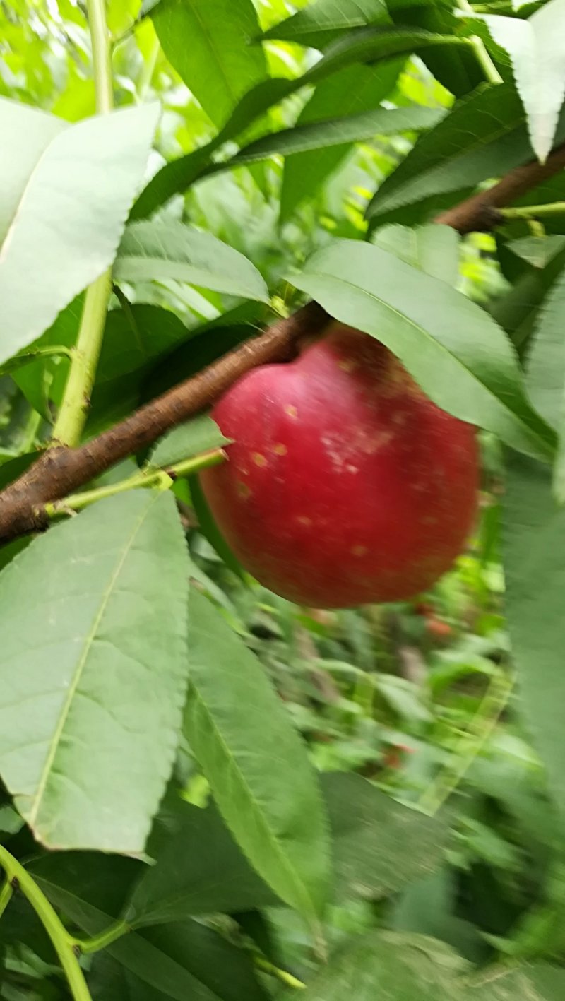 油桃