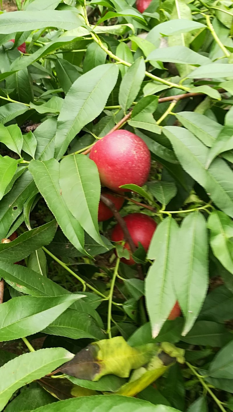 油桃