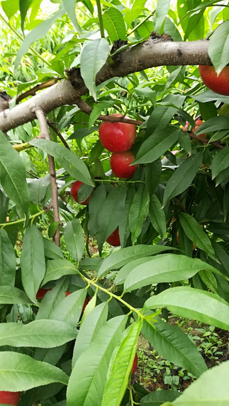 油桃