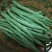 白花四季豆大量上市了量很大服务一条龙欢迎电话咨询