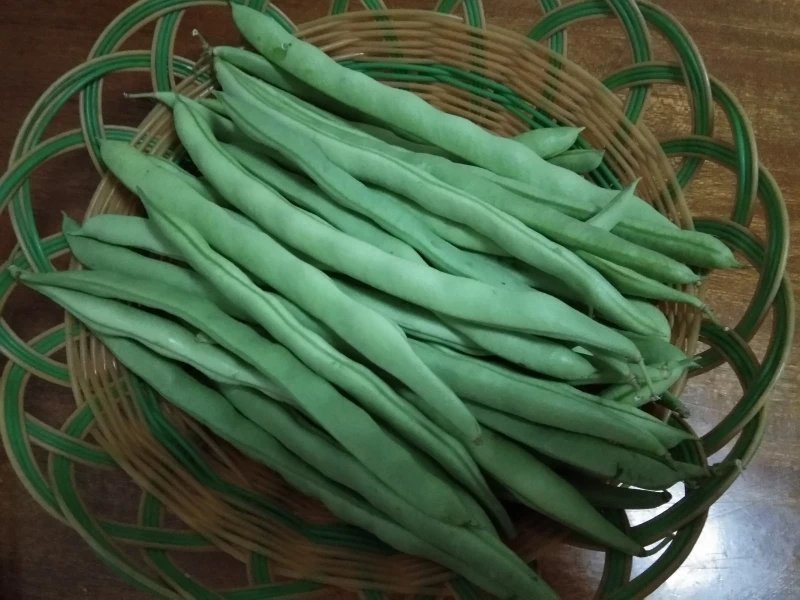 白花四季豆大量上市了量很大服务一条龙欢迎电话咨询