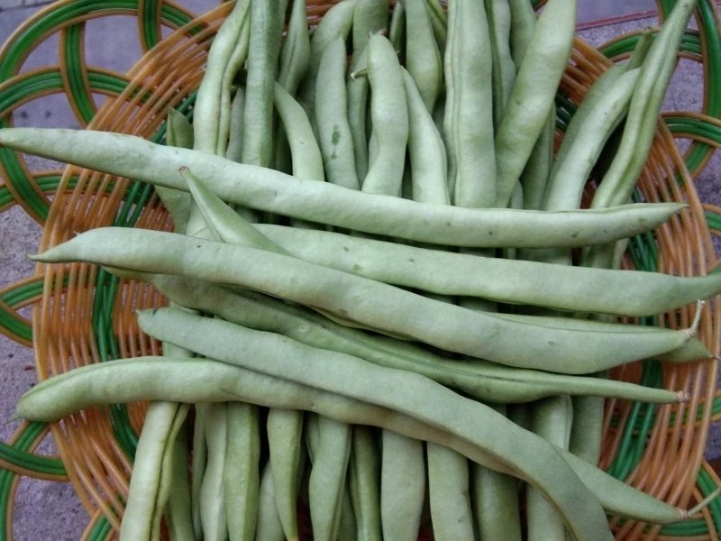 白花四季豆大量上市了量很大服务一条龙欢迎电话咨询