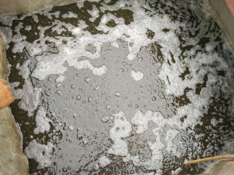 鲮鱼苗，鲫鱼苗，鲫鱼水花。免费包装，