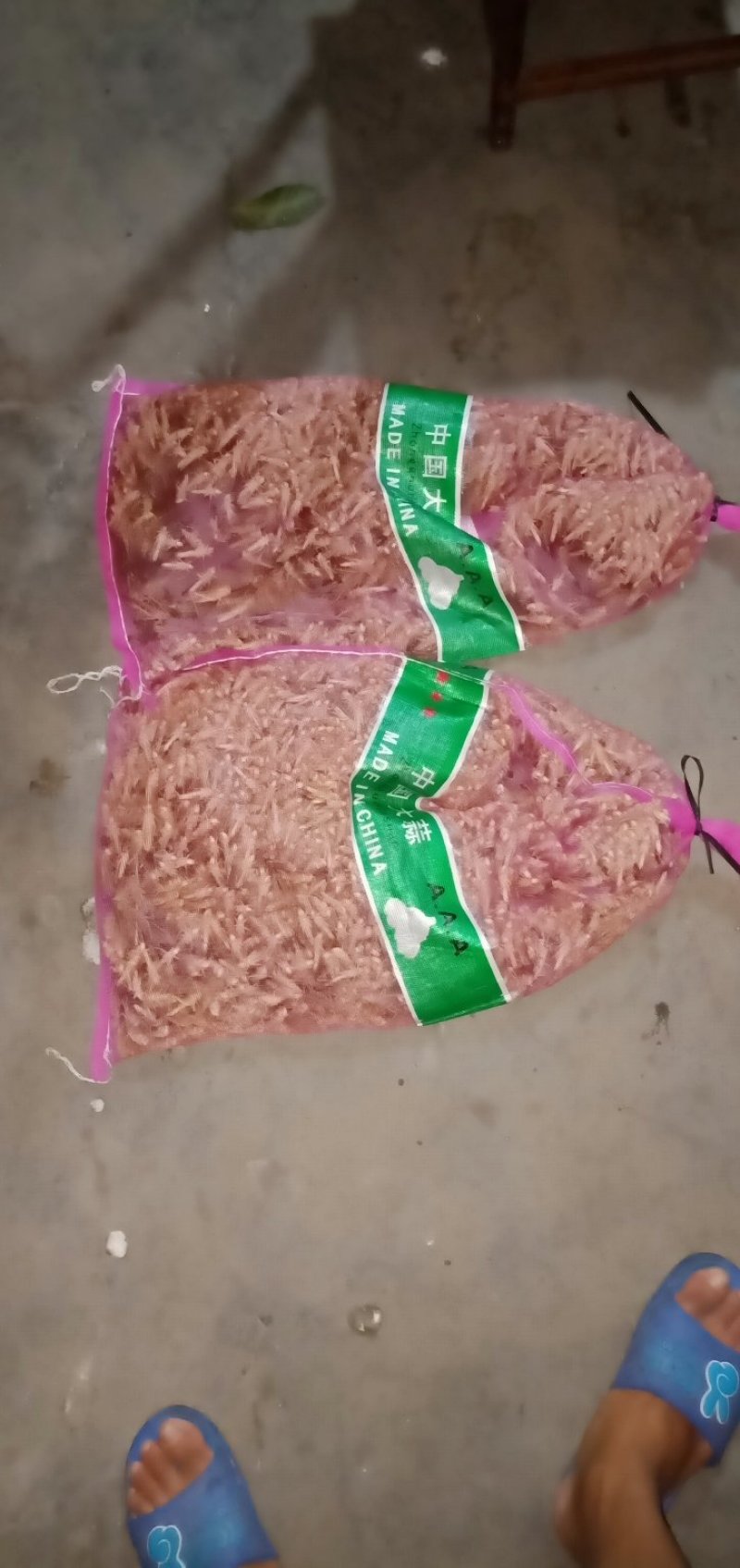 蝗虫