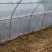 蝗虫