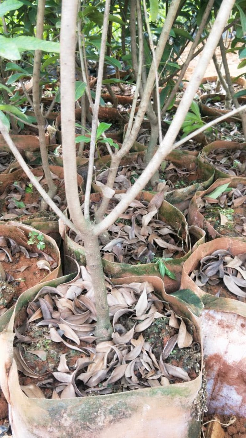 杨梅苗，荸荠杨梅袋苗，东魁杨梅袋苗