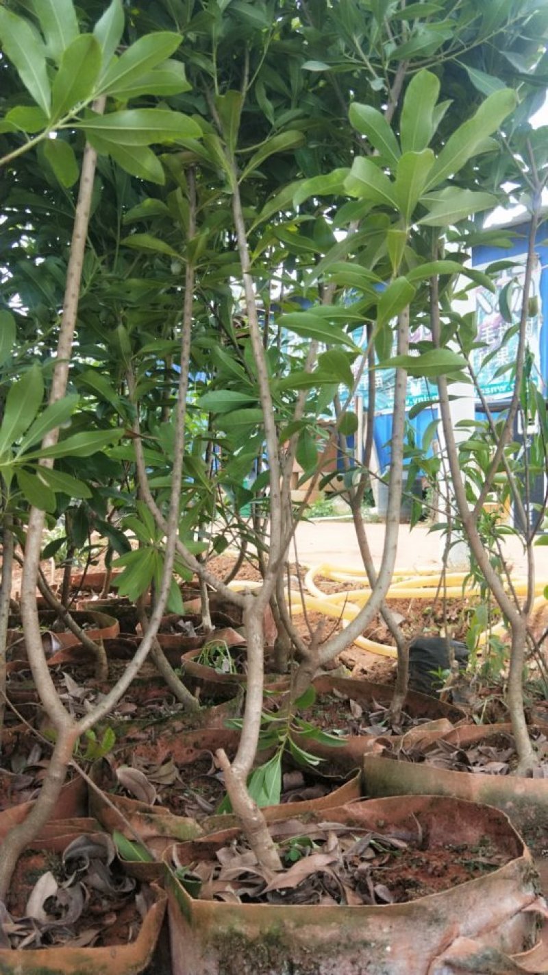 杨梅苗，荸荠杨梅袋苗，东魁杨梅袋苗