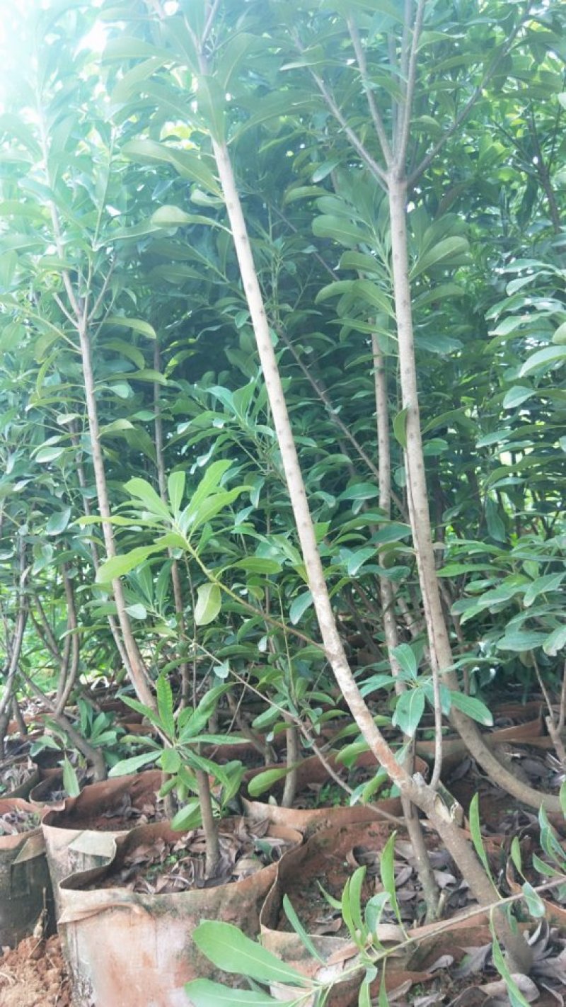 杨梅苗，荸荠杨梅袋苗，东魁杨梅袋苗