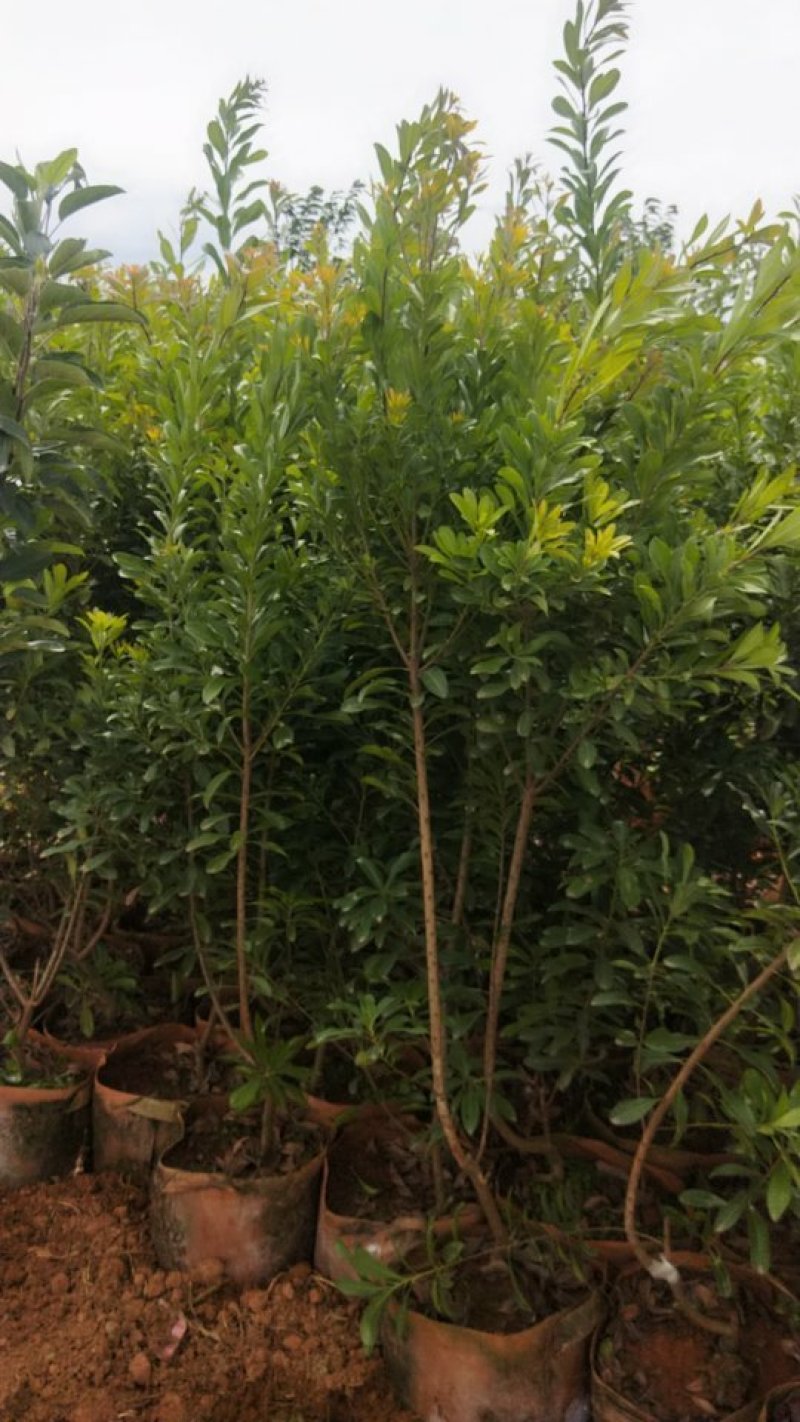 杨梅苗，荸荠杨梅袋苗，东魁杨梅袋苗