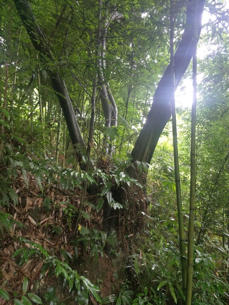 朴树，宜宾朴树，量大从优大量现货朴树，黄连木，只能骨架