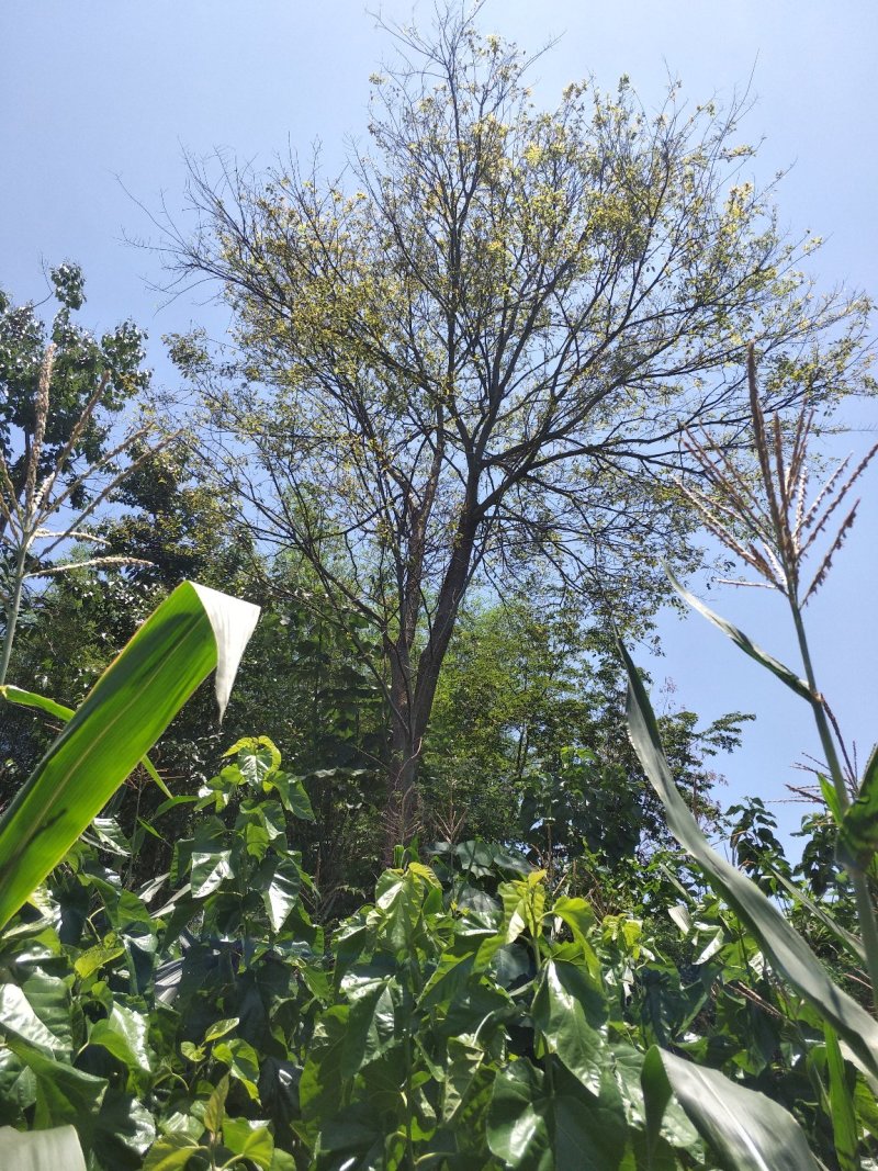 朴树，宜宾朴树，量大从优大量现货朴树，黄连木，只能骨架