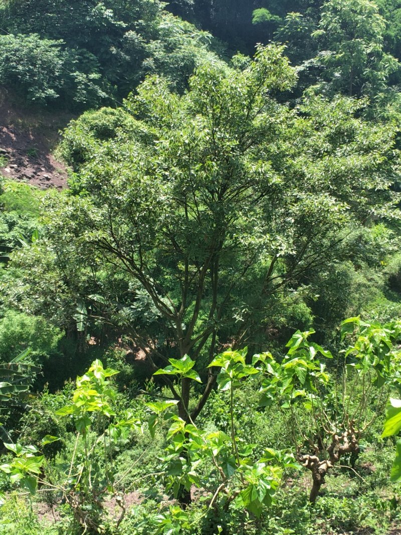 朴树，宜宾朴树，量大从优大量现货朴树，黄连木，只能骨架