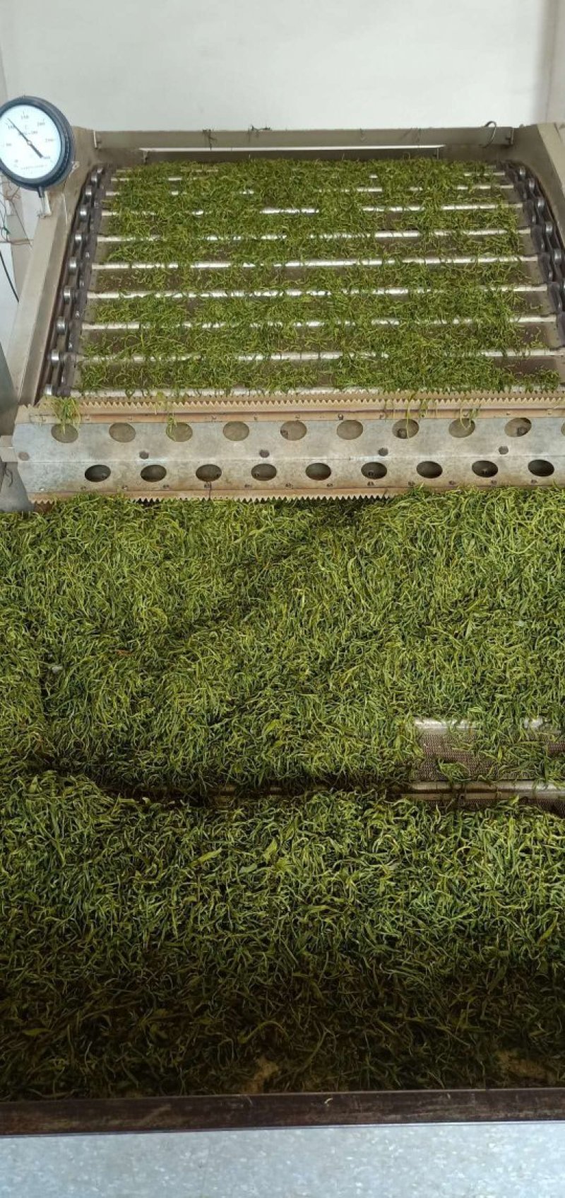 辣木茶有芳香茶盏味无苦