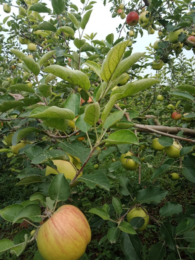 苹果晨阳苹果陕西苹果大量上市基地直供欢迎选购