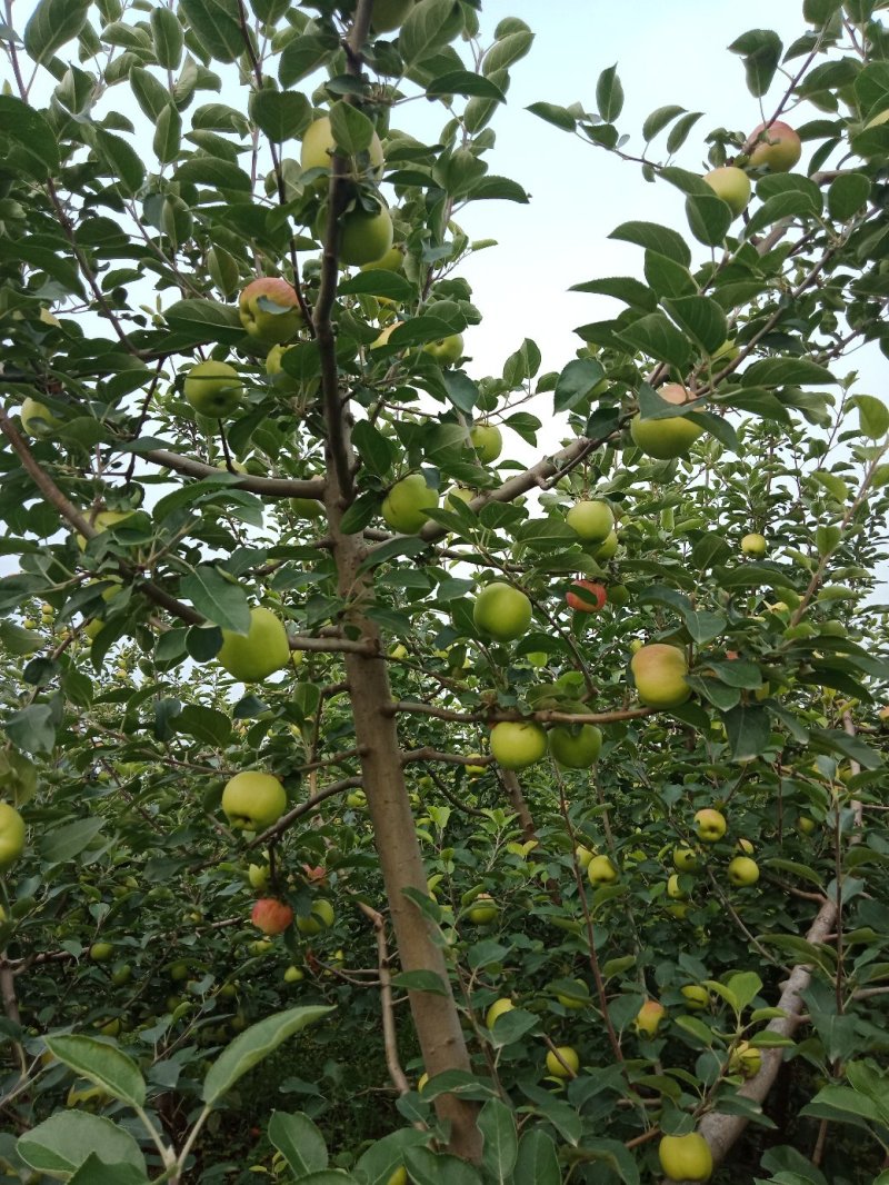 苹果晨阳苹果陕西苹果大量上市基地直供欢迎选购