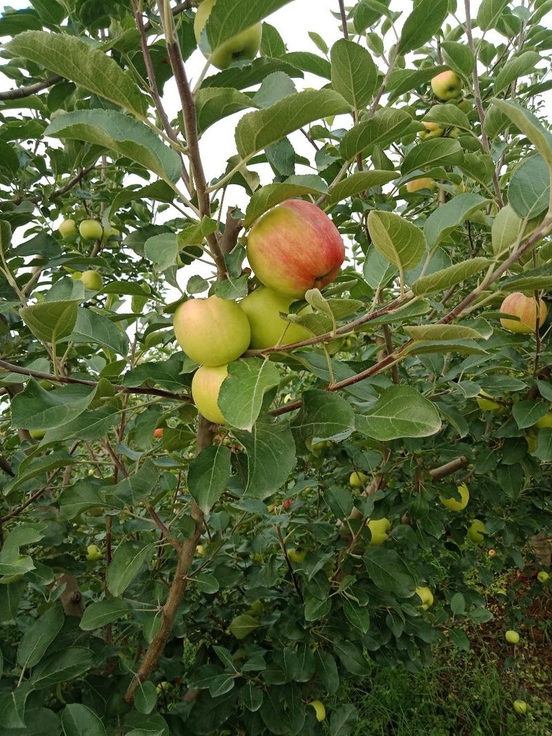 苹果晨阳苹果陕西苹果大量上市基地直供欢迎选购