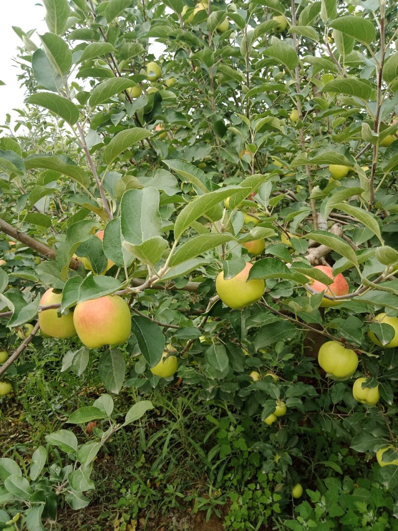 苹果晨阳苹果陕西苹果大量上市基地直供欢迎选购