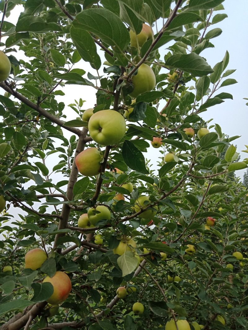 苹果晨阳苹果陕西苹果大量上市基地直供欢迎选购