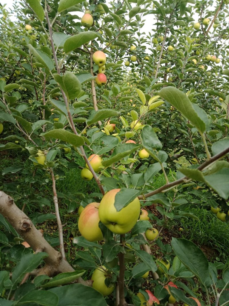 苹果晨阳苹果陕西苹果大量上市基地直供欢迎选购