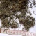 鹅不食草统货批发零售品种齐全量大从优