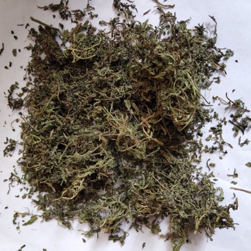 鹅不食草统货批发零售品种齐全量大从优