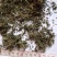 鹅不食草统货批发零售品种齐全量大从优