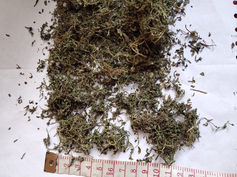 鹅不食草统货批发零售品种齐全量大从优