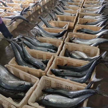 鲅鱼大量现货批发走量老板请跟我们联系价格再议厂家一手货源