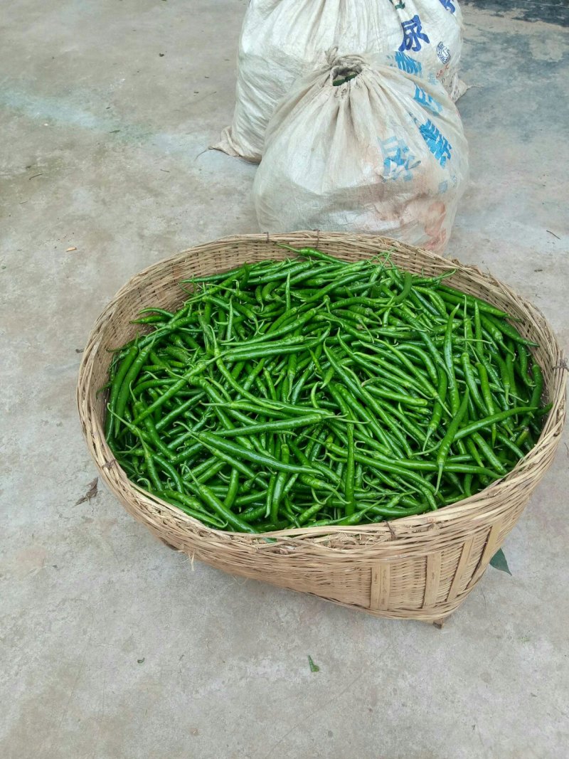 鲜辣椒