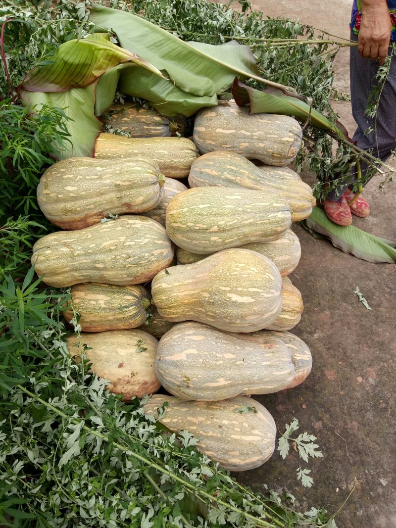 金峰特优密本甜南瓜大量上市中