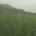茭白量大质优产地直发